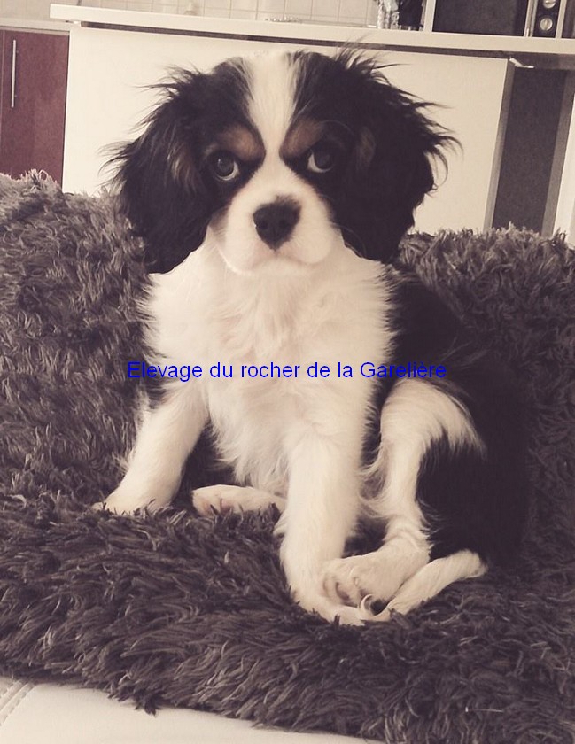 Cavalier King Charles : Jekill du rocher de la Garelire